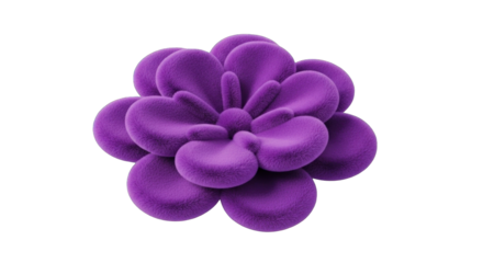 A beautiful purple velvet succulent plant isolated on a white background.