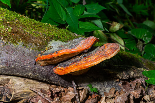 Fomitopsis pinicola, is a stem decay fungus common on softwood and hardwood trees. Its conk fruit body is known as the red-belted conk. The species is common throughout temperate Europe and Asia