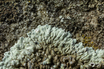 Xanthoparmelia lichen growing on rocky surface in natural environment during daylight