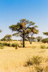 Obraz premium Sociable Weaver Bird ( Philetairus socius ) Nest contructed in an Acacia Tree on the C21 road near Fish River Canyon in Namibia, south Africa
