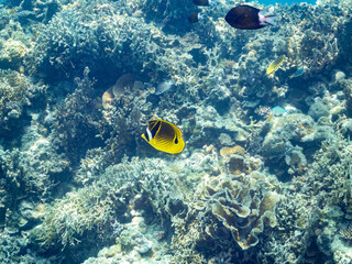 チョウハン, Raccoon butterflyfish, Chaetodon lunula, チョウチョウウオ科, 美しいサンゴ礁と熱帯魚の群れ。 安室島沖縄県 島尻郡慶良間諸島座間味島-2025 サンゴの産卵があり卵が漂う。沖縄本島から40km西方の諸島。30以上の島嶼群全体が国立公園に指定。珊瑚礁の青い海と白い砂浜は世界屈指の美。貴重な動植物が多数生息。