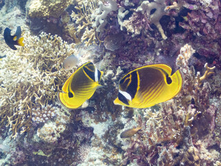 チョウハン, Raccoon butterflyfish, Chaetodon lunula, チョウチョウウオ科, 美しいサンゴ礁と熱帯魚の群れ。 安室島沖縄県 島尻郡慶良間諸島座間味島-2025 サンゴの産卵があり卵が漂う。沖縄本島から40km西方の諸島。30以上の島嶼群全体が国立公園に指定。珊瑚礁の青い海と白い砂浜は世界屈指の美。貴重な動植物が多数生息。