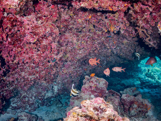 ミナミハタタテダイ, Threeband pennantfish, Heniochus chrysostomus, チョウチョウウオ科
アカマツカサ, Blotcheye soldierfish, Myripristis berndti, イットウダイ科,
トガリエビス, Sabre squirrelfish, Sargocentron spiniferum, イットウダイ科,
サンゴ礁と熱帯魚