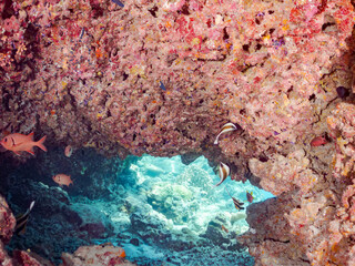 ミナミハタタテダイ, Threeband pennantfish, Heniochus chrysostomus, チョウチョウウオ科
アカマツカサ, Blotcheye soldierfish, Myripristis berndti, イットウダイ科,
トガリエビス, Sabre squirrelfish, Sargocentron spiniferum, イットウダイ科,
サンゴ礁と熱帯魚