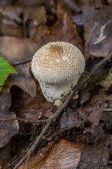 A detailed view of a Lycoperdon perlatum mushroom, also known as the common puffball, sitting on the forest floor. Its textured, round shape contrasts with the earthy surroundings