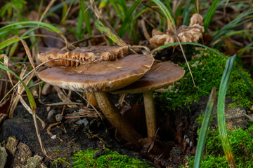 Exploring Neofavolus alveolaris and Psathyrella mushrooms growing on a decaying log surrounded by green grass in a forest setting