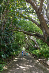 Fototapeta premium Kirstenbosch Botanical Garden Cape Town Mother child tree tunnel nature