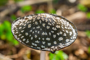 Coprinopsis Picacea also known as Magpie fungus poisonous mushroom in forest