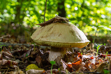 Unique view of Amanita phalloides and Gyroporus cyanescens amidst vibrant forest foliage during a sunny autumn day