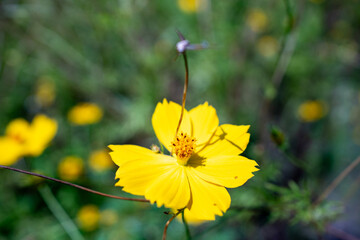 Bright Yellow Cosmos Sulphureus Flower in Close-up