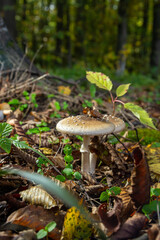 The Amanita pantherina, or the Panther Cap, a beautiful and iconic mushroom. A muted relative of the Amanita muscaria or fly agaric, its cap features a bold pattern