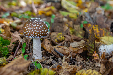 The Amanita pantherina, or the Panther Cap, a beautiful and iconic mushroom. A muted relative of the Amanita muscaria or fly agaric, its cap features a bold pattern