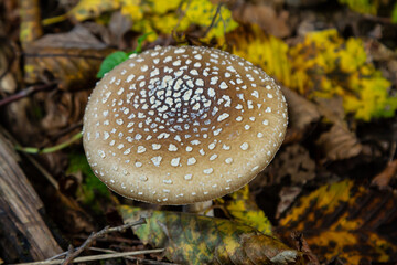 The Amanita pantherina, or the Panther Cap, a beautiful and iconic mushroom. A muted relative of the Amanita muscaria or fly agaric, its cap features a bold pattern