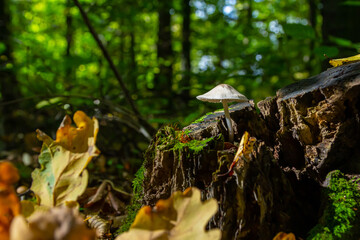Mushroom growing on a decaying log in a forest clearing during a sunny afternoon in autumn with vibrant leaves scattered around