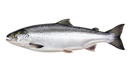 Isolated image of a silver salmon on transparent background , png