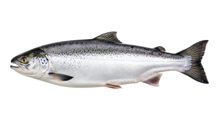 Isolated image of a silver salmon on transparent background , png