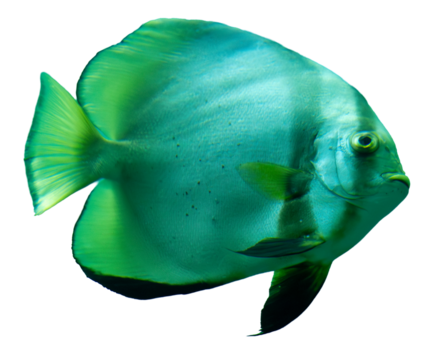 Isolated Side View of a Batfish (Platax orbicularis) - Powered by Adobe