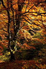 randonnée automnale en Auvergne