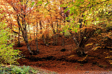 Fototapeta premium randonnée automnale en Auvergne