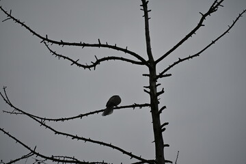 Pigeon in flight between branches against gray sky
