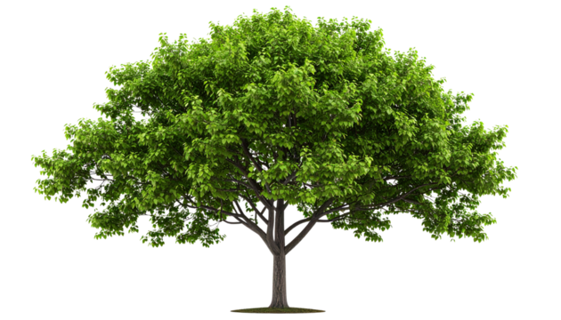 a lush green shady tree isolated on transparent background