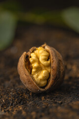 walnuts and kernels captured in a rustic natural setting. Some nuts are cracked open, revealing the rich interior texture, while others remain whole on a dark wooden surface. 
