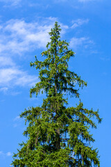 The top of a tall, beautiful coniferous tree. A bright blue sky with clouds in the background.