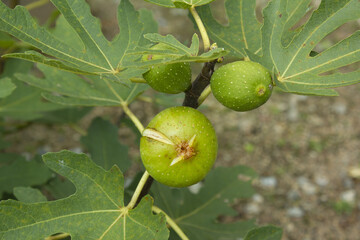 
It is a fig tree with fruit.
