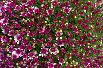 Close-up of purple chrysanthemum flowers
