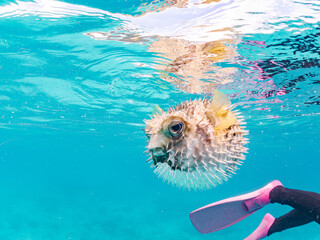 怒って膨らむヒトヅラハリセンボン, Black-blotched Porcupinefish, Diodon liturosus,...