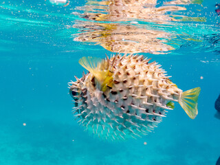 怒って膨らむヒトヅラハリセンボン, Black-blotched Porcupinefish, Diodon liturosus,...