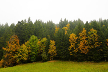 Vibrant autumn forest landscape featuring a mix of evergreen and deciduous trees with colorful foliage against a misty sky, showcasing nature's seasonal beauty and tranquility