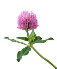 Clover flower isolated on white background. Pink clover on a stem with green leaves. Medicinal herb.