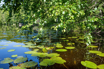Lily pads float across a calm lake, with trees overhead. Serene, lush greenery with reflection.
