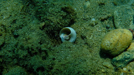 Seashell of sea snail Josephine's moonsnail (Neverita josephinia) on sea bottom, Aegean Sea, Greece, Halkidiki, Pirgos beach
