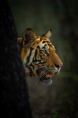 Bengal tiger stands poking head past tree