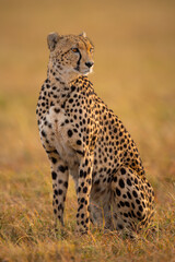 Cheetah sitting in grassy plain turning right