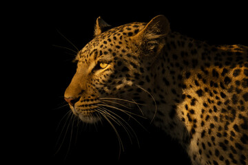Close-up of shadowy leopard head and shoulders