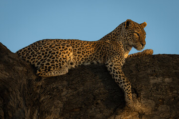 Female leopard lies on branch lifting head