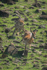 Female cheetah chases impala down rocky slope