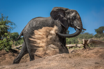 Fototapeta premium Elephant giving itself dust bath on hillside