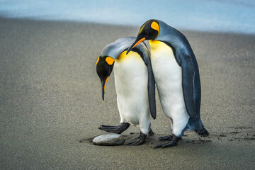 King penguin stepping over rock with another © Nick Dale