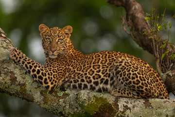 Leopard lies on branch looking for prey