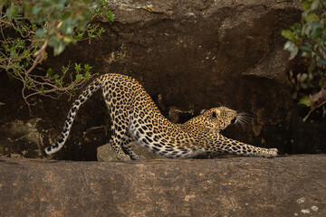 Leopard stretches between bushes on rocky ledge