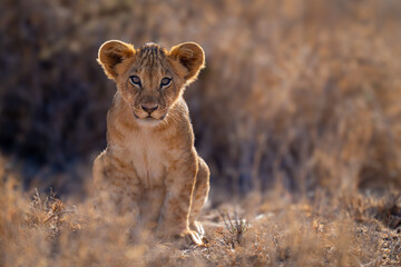 Lion cub sits in grass facing camera