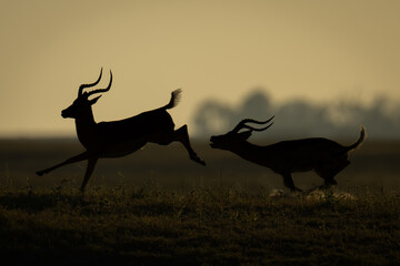 Male impala chases after another in silhouette