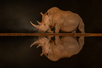 Male white rhino passes waterhole at night