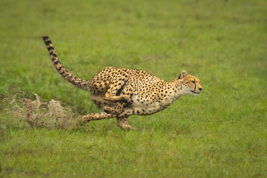Female cheetah races through puddles in savannah