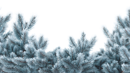Winter forest landscape with snow-covered pine trees and frosted branches under a clear blue sky