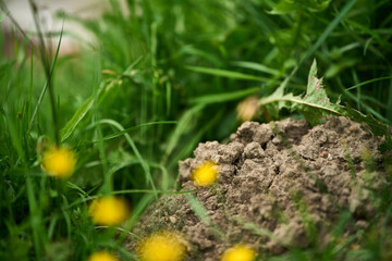 Earth pile on green lawn